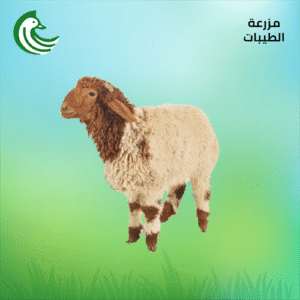 ذبيحة نعيمي