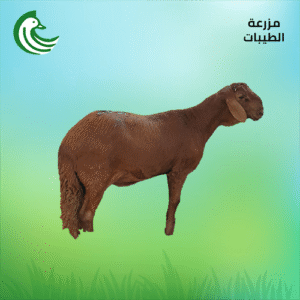 ذبيحة سواكني