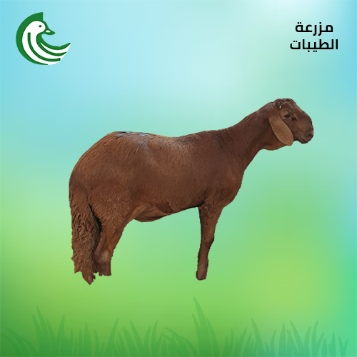 ذبيحة سواكني