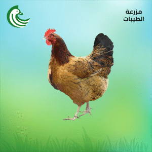 دجاج بلدي