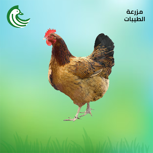 دجاج بلدي
