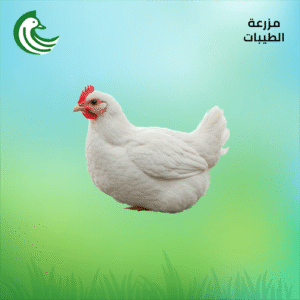 دجاج مزارع