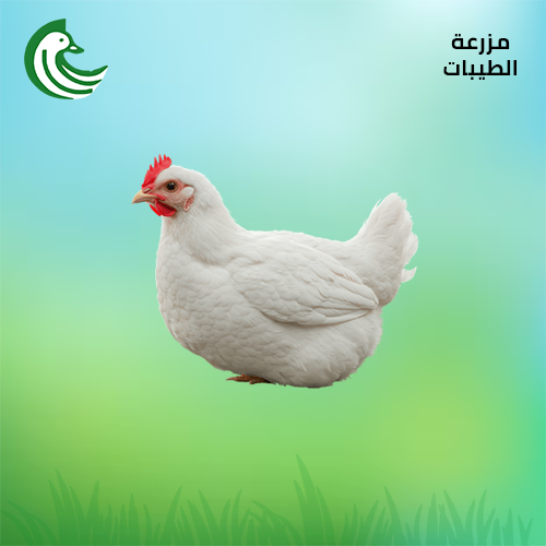 دجاج مزارع