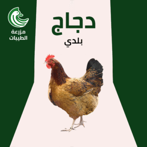 دجاج بلدي