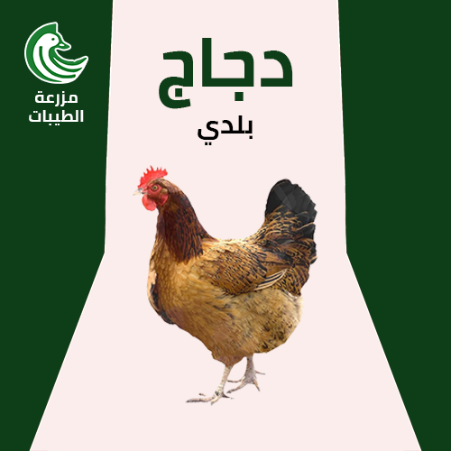 دجاج بلدي