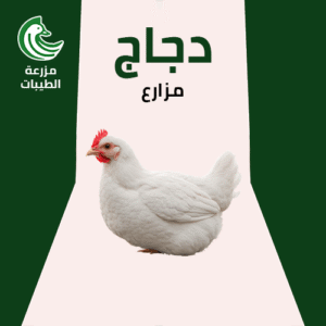 دجاج مزارع