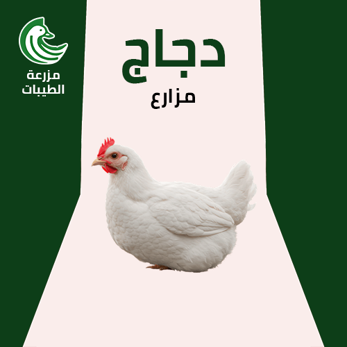 دجاج مزارع