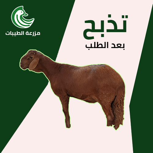 ذبيحة سواكني