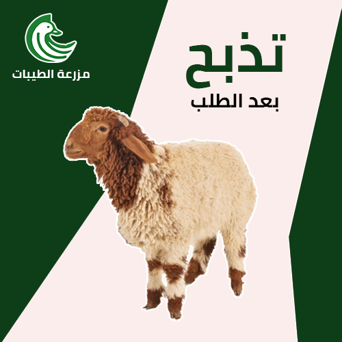 ذبيحة نعيمي